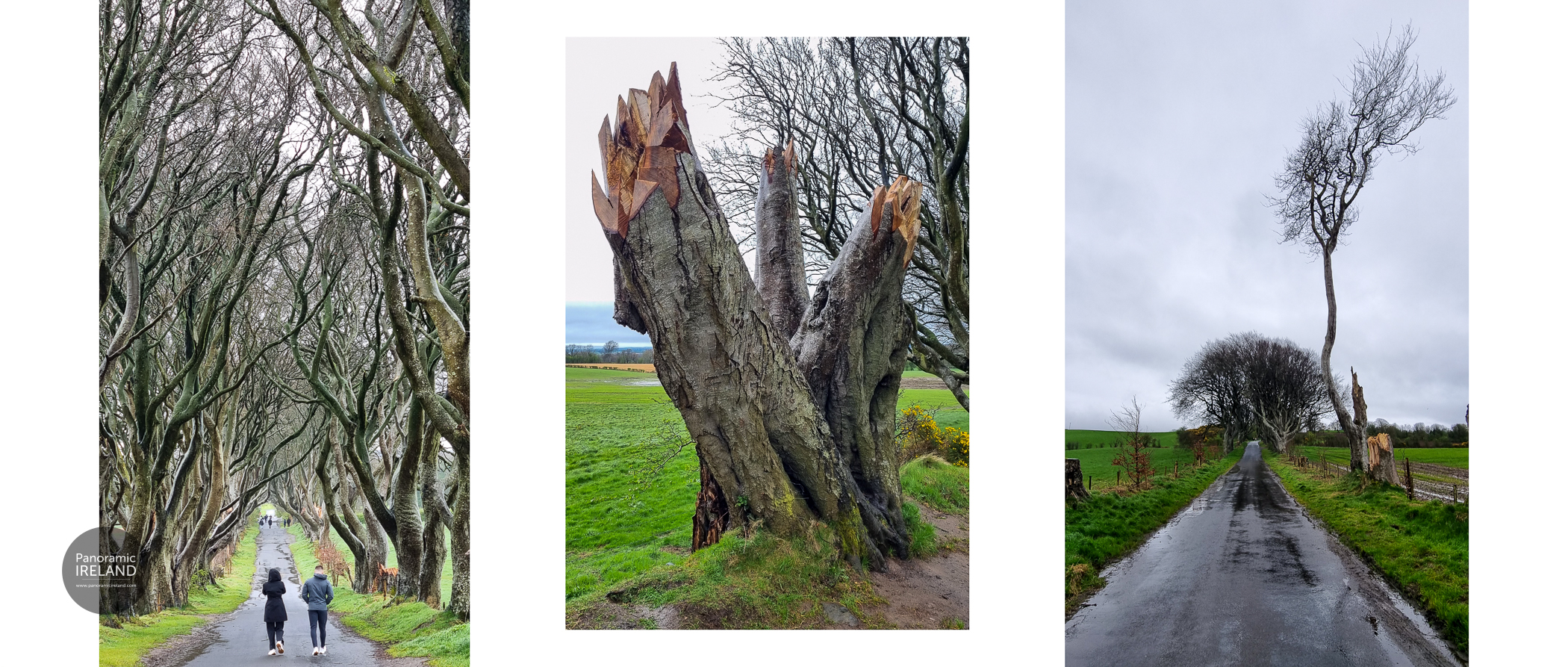 Dark Hedges, April 2024 Dark Hedges, April 2024